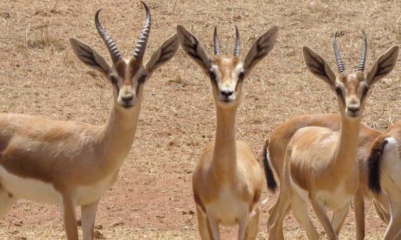 3 gazelles dorcas