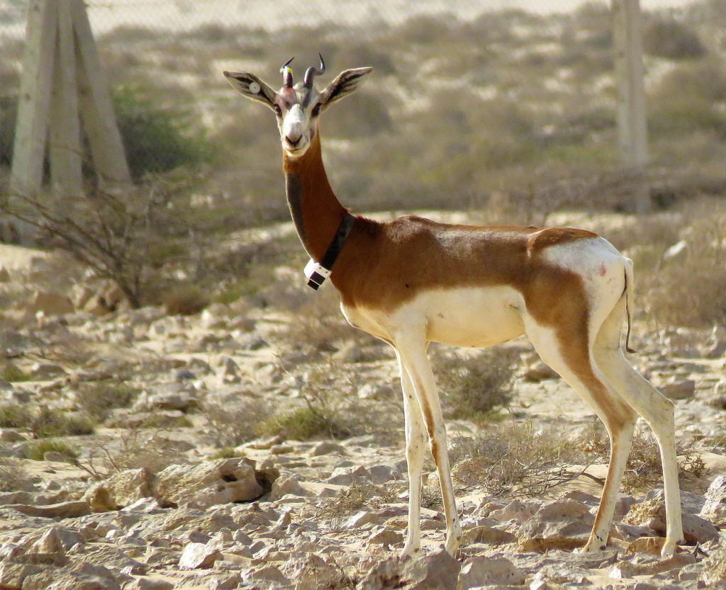 Gazelle dama mhor